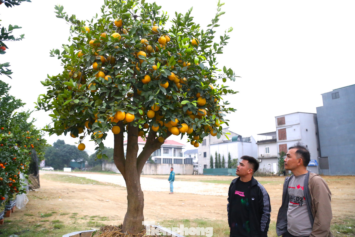 Một chậu chanh vàng tứ quý có giá 35 triệu đồng.