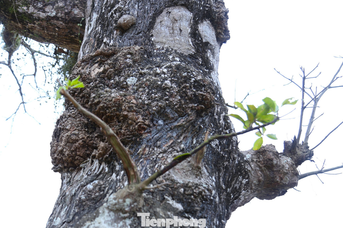 Từ thân cây, đâm ra những lộc non mơn mởn