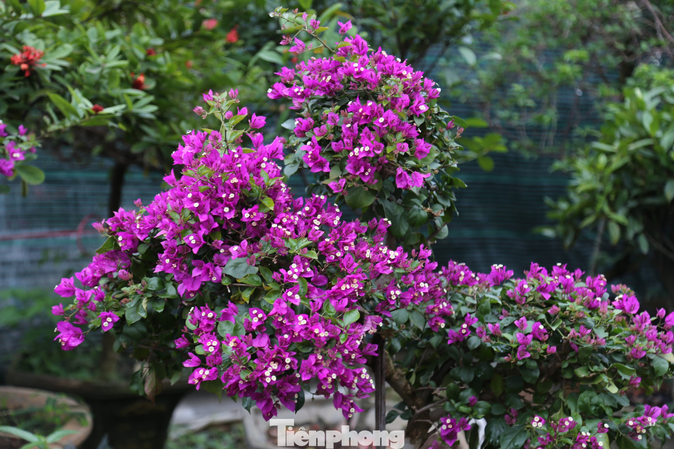 Anh Nguyễn Văn Linh, chủ vườn hoa Linh Yến chia sẻ: “Năm nay, thị trường hoa tươi, cây cảnh ảm đạm hơn năm ngoái, sức mua cũng vì thế mà giảm hơn. Do đó, dù chi phí vận chuyển, giá nhập về cũng tăng hơn so với năm trước nhưng giá bán ra năm nay cũng không cao hơn”.