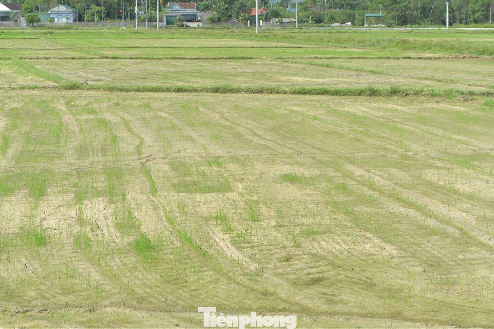 Ông Lê Văn Hồng - Trưởng phòng Nông nghiệp và PTNT huyện Yên Thành cho hay: “Vụ hè thu năm nay, toàn huyện gieo cấy trên 12.800 ha lúa, trong đó, vùng hồ chứa trên 2.500 ha. Huyện có gần 200 hồ chứa, hiện nay, mực nước chỉ đạt từ 30 - 50% dung tích, trong đó, có nhiều hồ chứa ở địa phương cạn kiệt nguồn nước”. Trong ảnh: Do thiếu nước, cây lúa còi cọc, chậm phát triển. Ông Lê Văn Hồng - Trưởng phòng Nông nghiệp và PTNT huyện Yên Thành cho hay: “Vụ hè thu năm nay, toàn huyện gieo cấy trên 12.800 ha lúa, trong đó, vùng hồ chứa trên 2.500 ha. Huyện có gần 200 hồ chứa, hiện nay, mực nước chỉ đạt từ 30 - 50% dung tích, trong đó, có nhiều hồ chứa ở địa phương cạn kiệt nguồn nước”. Trong ảnh: Do thiếu nước, cây lúa còi cọc, chậm phát triển.