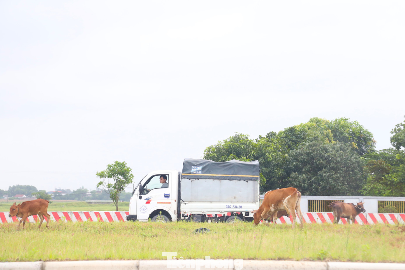 “Tuần trước, khi cả nhà xuống Cửa Lò tắm biển, xe ô tô của tôi đã bị một con bò người dân thả rông trên tuyến đường này húc vào khiến phần đầu xe bị móp. Rất may tôi đi chậm nếu không sẽ nguy hiểm khôn lường”, anh Q. (trú phường Quang Trung, thành phố Vinh) chia sẻ.
