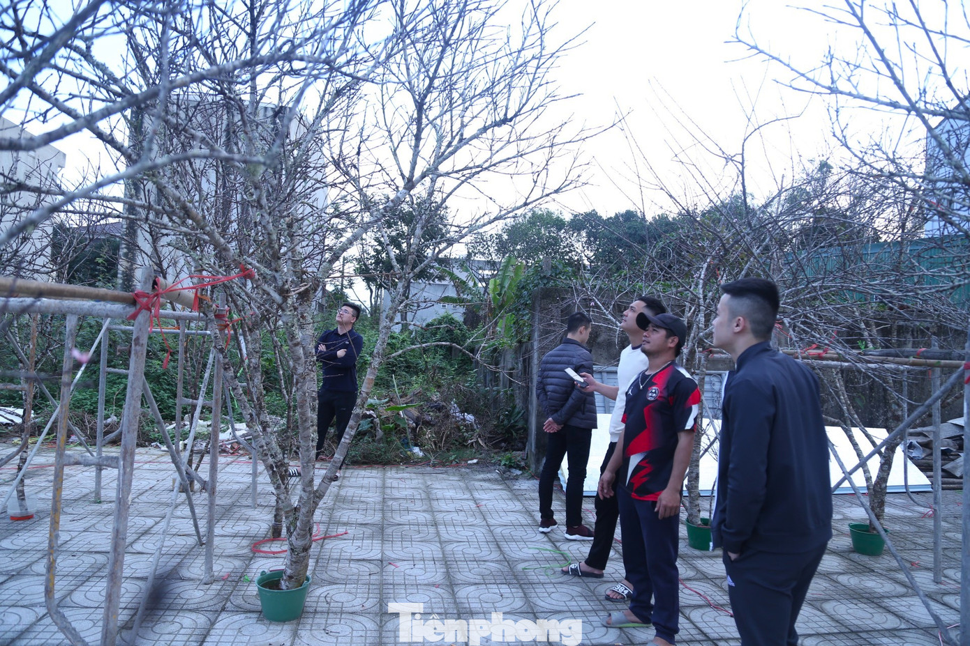 Những ngày này, không khí tết ở thành phố Vinh (Nghệ An) đã rộn ràng khi các loại cây cảnh phục vụ nhu cầu chơi Tết đã được bày bán khắp các con đường. Theo ghi nhận, năm nay, thị trường đào đá (hay còn gọi là đào mốc) được bán khá nhiều với mức giá từ bình dân đến đắt đỏ, vô cùng hút khách.