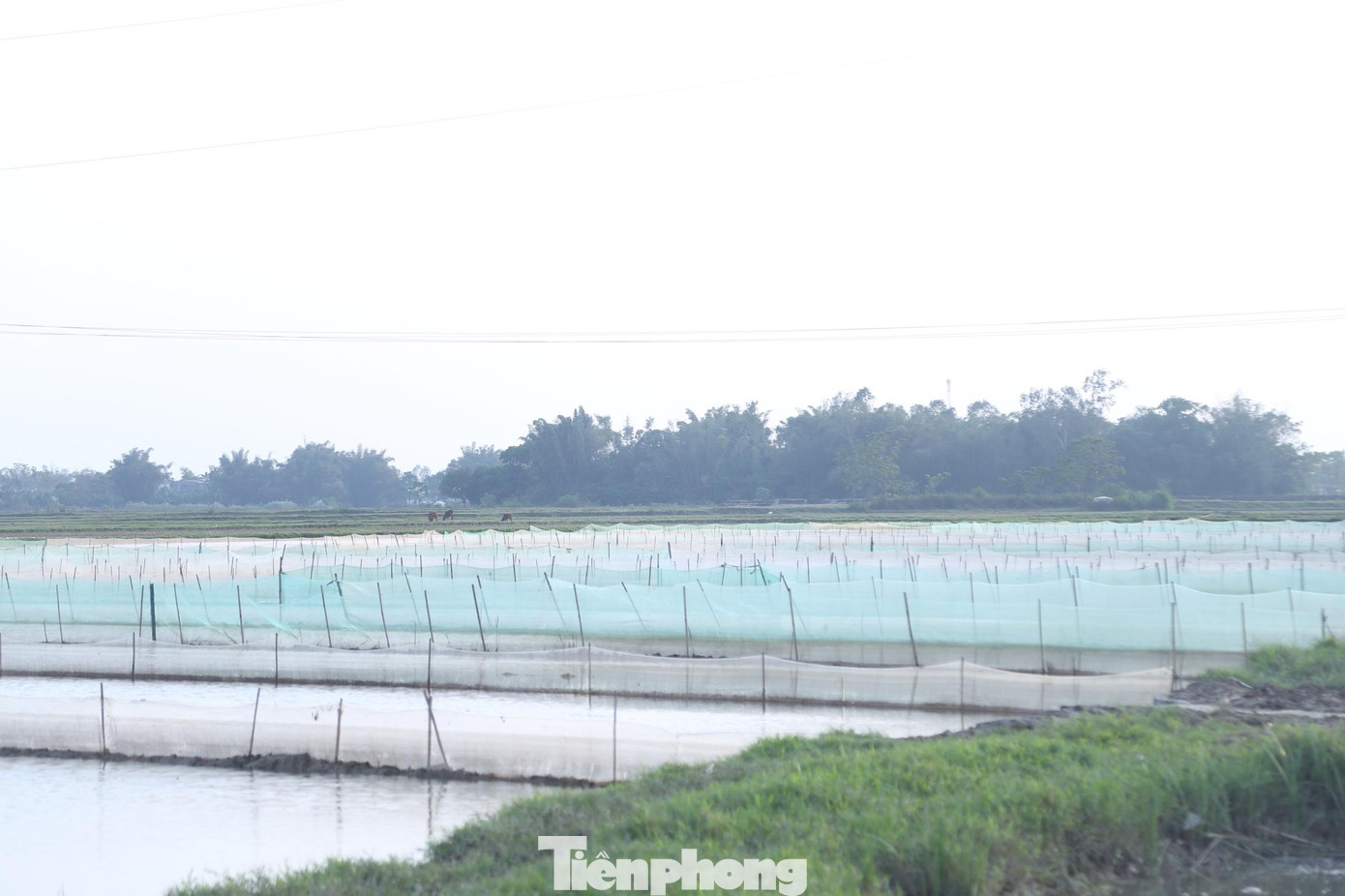 Những ngày này, người dân xã Châu Nhân (huyện Hưng Nguyên, Nghệ An) lại mang lưới, cọc tre ra ruộng giăng kín khắp các cánh đồng để chờ 'săn' rươi. Những tấm lưới được kéo trên ruộng tạo thành bức tranh khá độc đáo. Những ngày này, người dân xã Châu Nhân (huyện Hưng Nguyên, Nghệ An) lại mang lưới, cọc tre ra ruộng giăng kín khắp các cánh đồng để chờ 'săn' rươi. Những tấm lưới được kéo trên ruộng tạo thành bức tranh khá độc đáo.