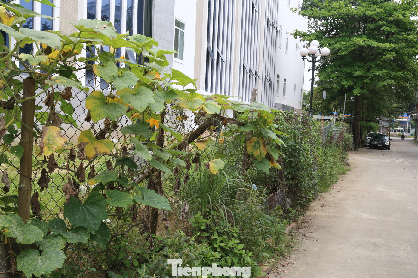 Công trường được rào chắn sơ sài bằng đủ loại vật liệu tận thu như tấm proxi măng, rào lưới B40, tôn,…