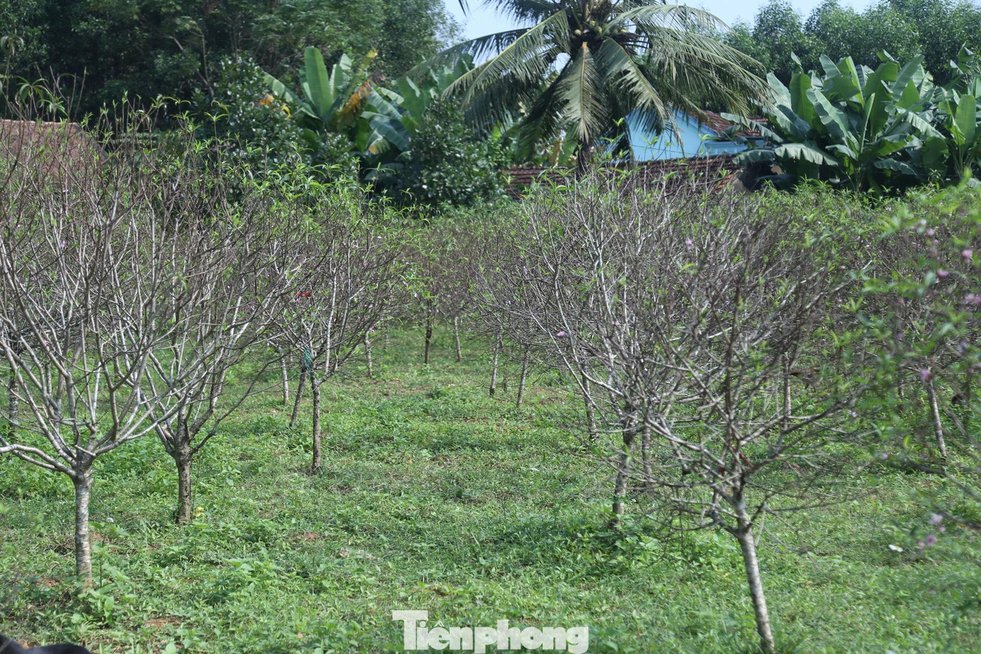 Những ngày này, người trồng đào phai ở xã Kim Thành (huyện Yên Thành, Nghệ An) đang bắt tay vào việc tuốt lá, tỉa cành khô, cành vụn cho các cây đào. Đây được xem là công đoạn “thay áo” cho các gốc đào, cũng là công đoạn cuối cùng để chuẩn bị cho đào ra hoa vào dịp Tết nguyên đán.