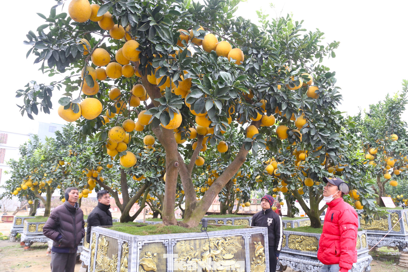 “Năm nay, bưởi cho quả sáng, mịn và đều, đẹp. Tuy nhiên, do tình hình kinh tế khó khăn nên lượng khách vẫn còn hạn chế. Mỗi gốc bưởi tôi bán dao động từ 10 - 30 triệu đồng/gốc, cá biệt gốc bưởi thế Tam đa này có giá 80 triệu đồng, đắt nhất tại vườn. Khách mua hàng sẽ được vận chuyển tới tận nhà”, anh Tuấn cho hay.