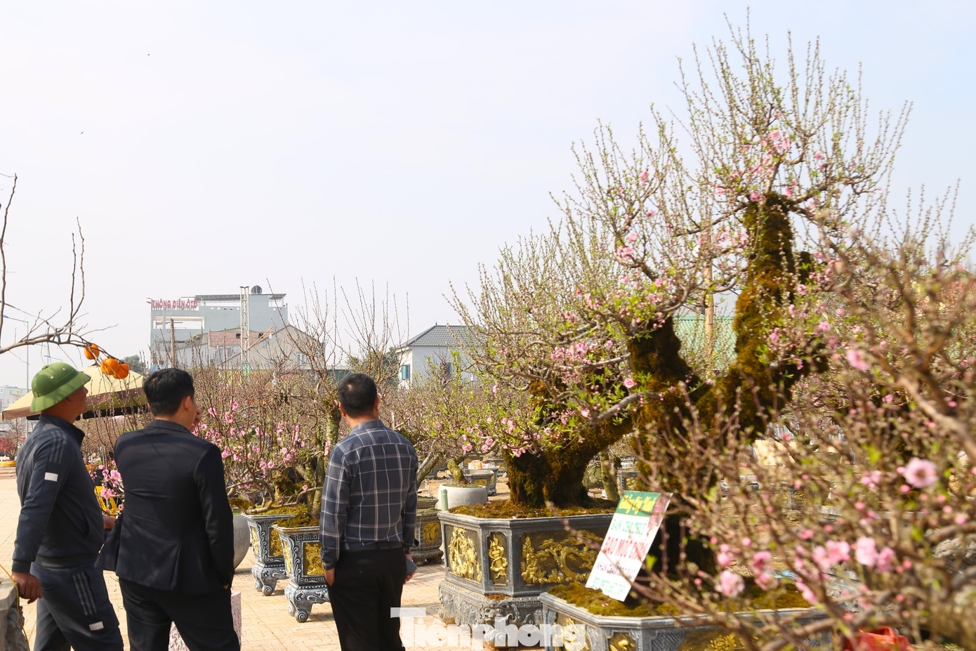 “Những gốc đào rừng cổ thụ này đa phần là khách quen mua hoặc thuê. Hiện, một số cây lớn đã được khách quen đặt cọc từ trước”, anh Hoàng Quân, chủ một điểm bán đào trên đường 72m, TP. Vinh chia sẻ.