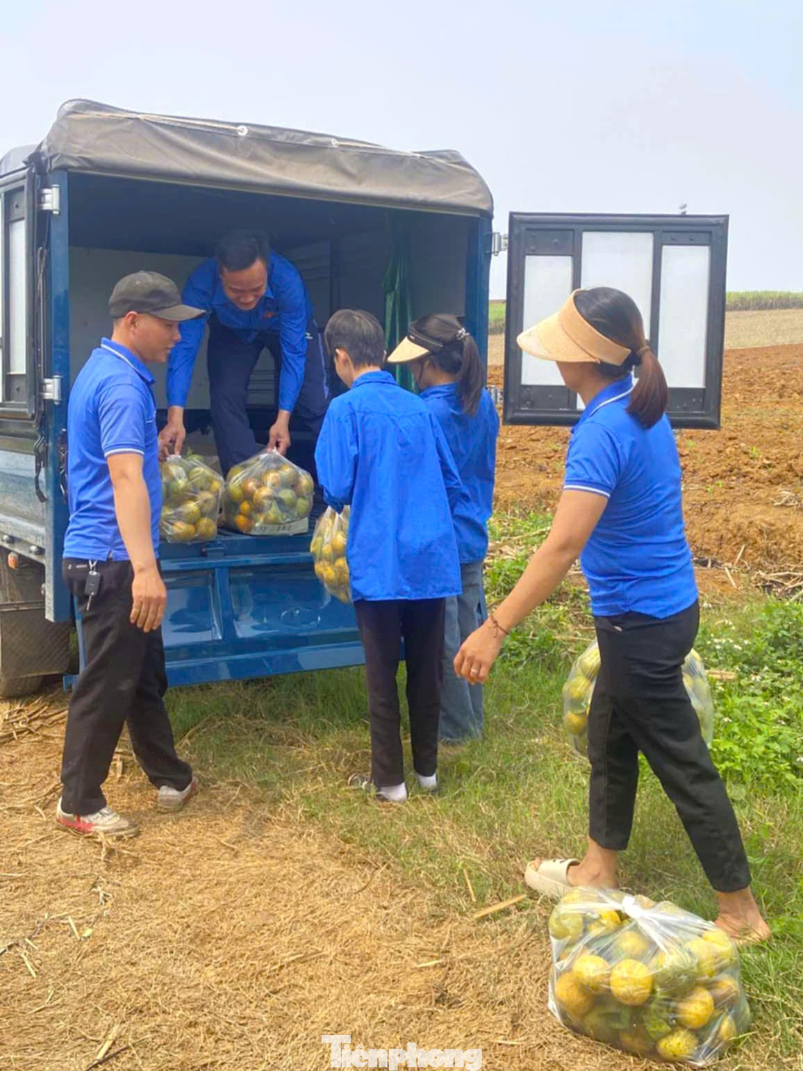 Vụ thu hoạch quýt PQ kéo dài từ tháng 1 đến tháng 4 hàng năm. Nhờ có vị ngọt thanh, mọng nước, vỏ thơm nên loại quả này được nhiều người ưa chuộng. Quýt PQ từng mang lại thu nhập khá cho người dân ở các huyện vùng Phủ Quỳ. Tuy nhiên, những năm gần đây, quýt PQ liên tục rớt giá, khó tiêu thụ khiến diện tích trồng thu hẹp dần. Trong ảnh, đoàn viên thanh niên huyện Quỳ Hợp tình nguyện đến các vườn quýt PQ để phụ giúp người dân thu hoạch, vận chuyển quýt.