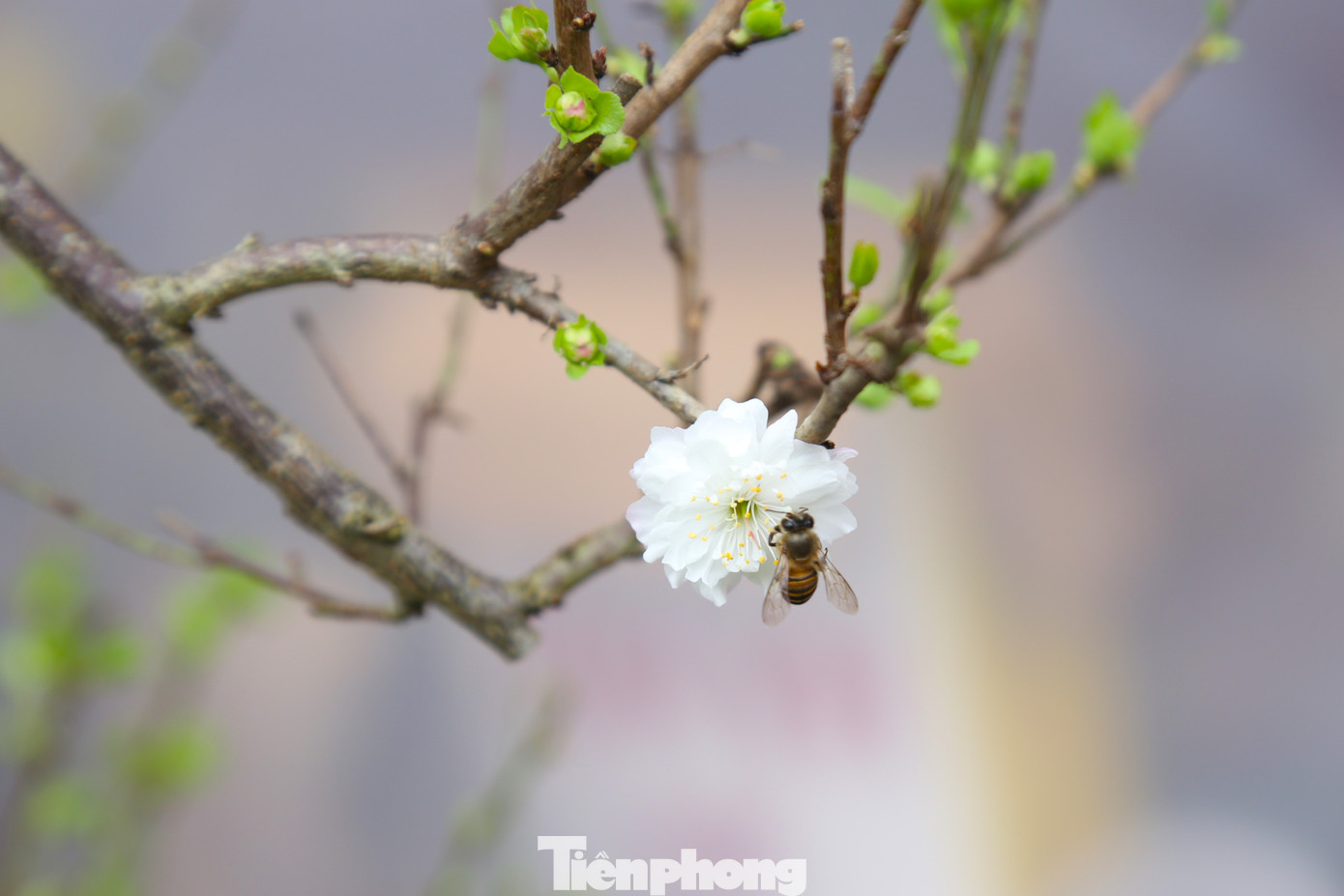 Nhất chi mai khi nở có màu trắng hồng, toát lên vẻ tinh khiết nhưng cũng không kém phần mạnh mẽ.