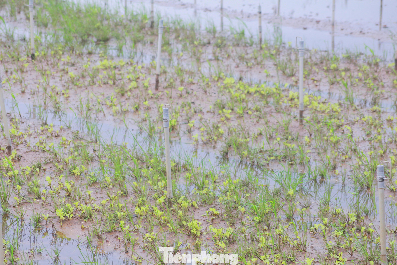 Thống kê trên địa bàn huyện Quỳnh Lưu, mưa to kéo dài trong 3 ngày (từ 7/9 - 9/9) đã gây ngập hơn 250 ha rau màu. Trong đó, có khoảng 100 ha rau màu của bà con xã Quỳnh Minh không có khả năng phục hồi do diện tích nằm ở vùng sâu trũng.
