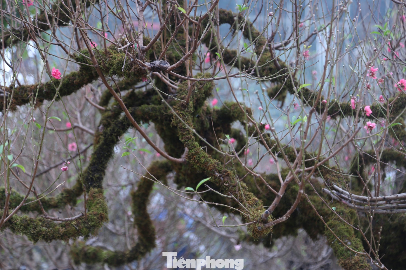 Anh Cường (chủ gốc đào) chia sẻ, gốc đào được đưa về từ Hà Nội. Đây là gốc đào dáng rồng, có tuổi đời khoảng 50 năm, kiểu dáng độc lạ.