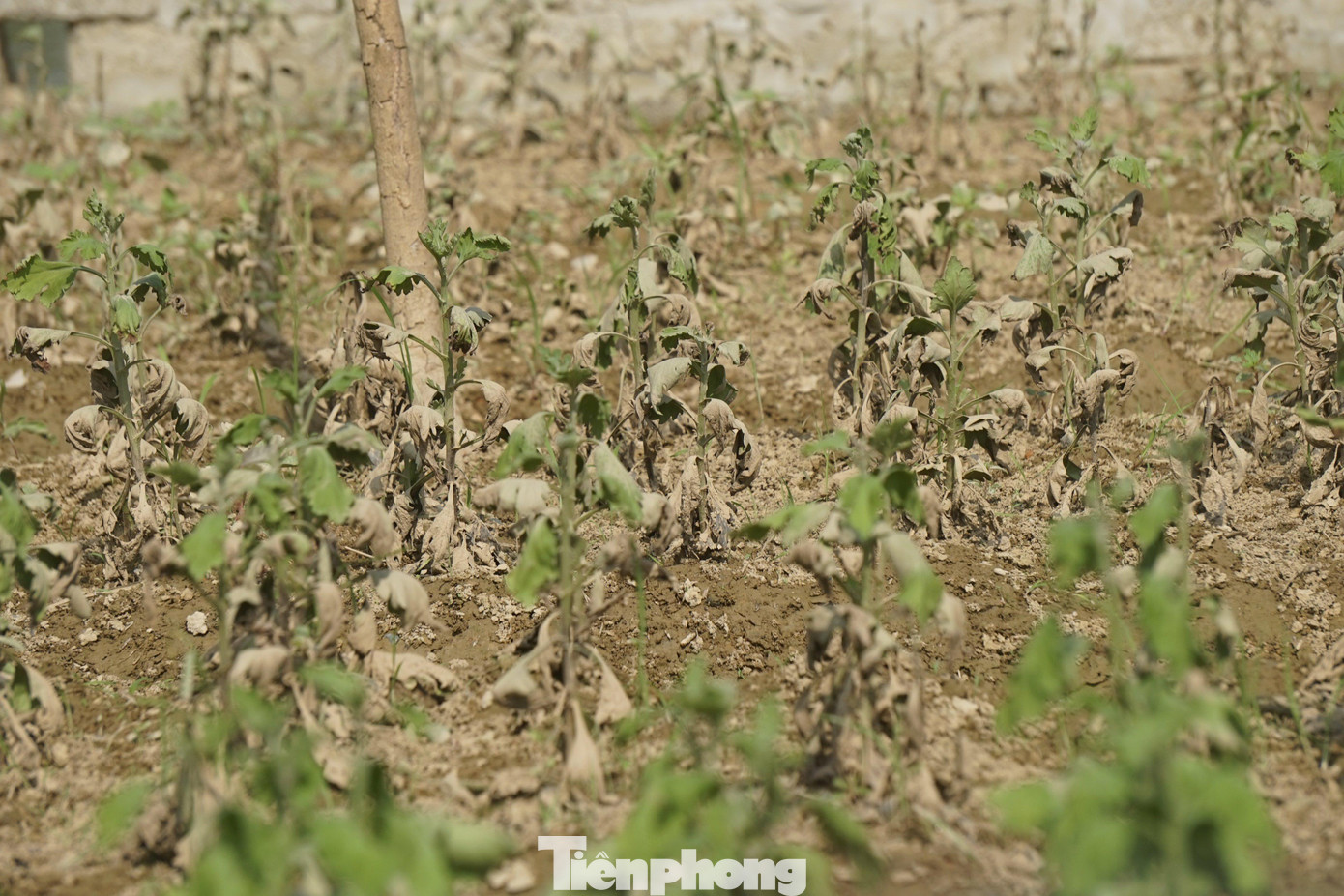 Ông Nguyễn Ngọc Đức - Chủ tịch UBND xã Nghi Liên cho biết: “Đợt mưa lũ vừa qua khiến hơn 10ha hoa Tết của người dân mất trắng. Khi lũ vừa rút thì gặp nắng gắt khiến hoa chết khô hết. Giờ cận Tết rồi, nếu trồng lại cũng không kịp”.