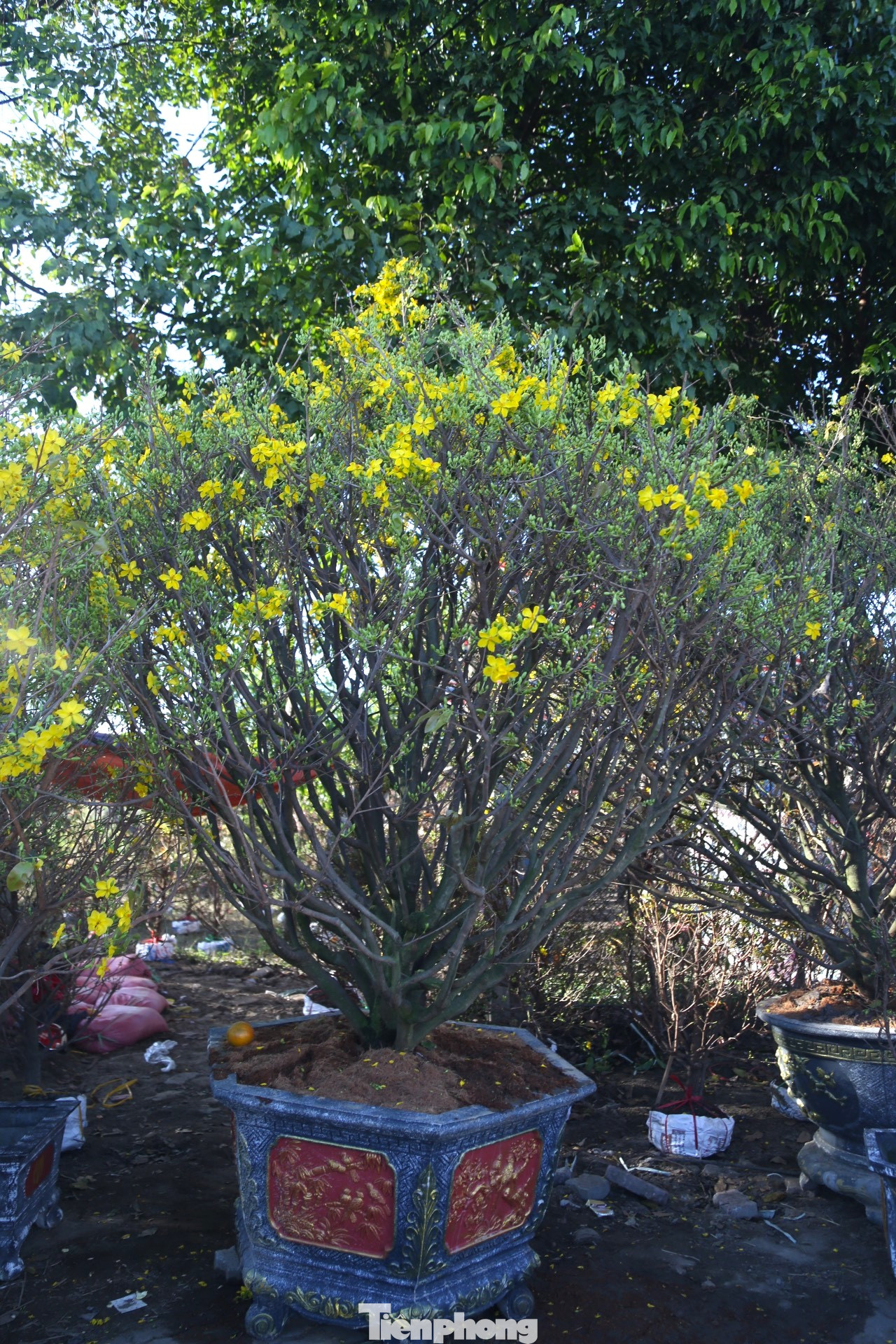 Cây mai 20 năm tuổi, cao 2m8, tán ngang 2m được anh Hoàng bán với giá 65 triệu đồng.