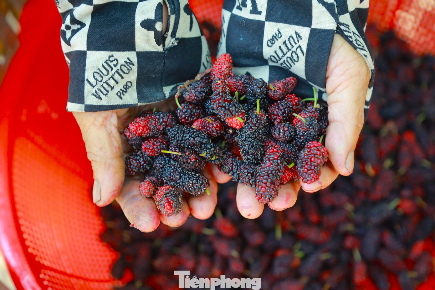 Vào mùa thu hoạch dâu, người dân nơi đây hái quả mỏi tay, thu tiền triệu mỗi ngày.