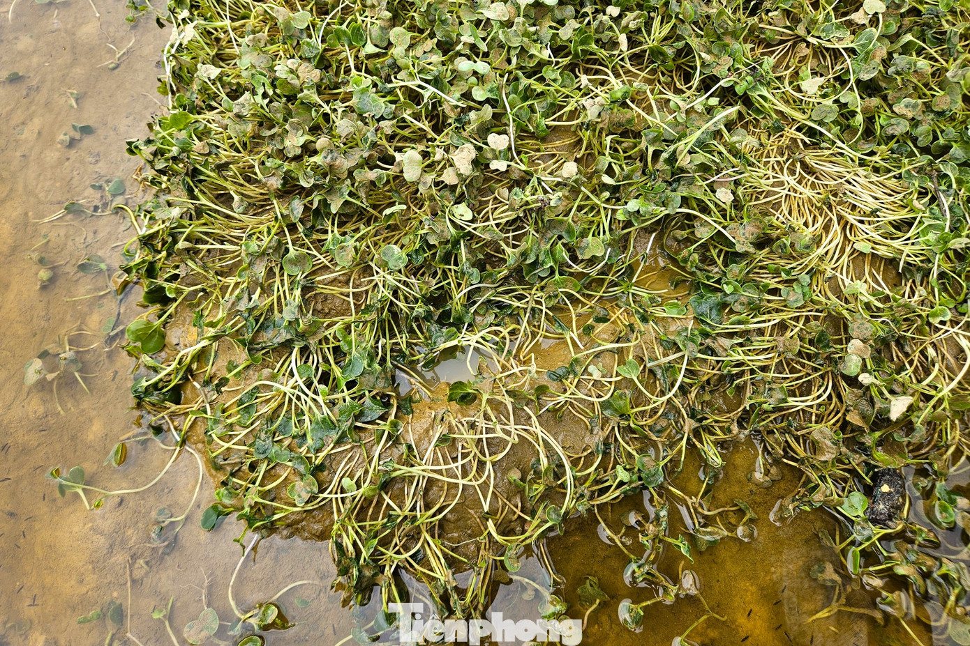 Đây là rau cải mầm gần thu hoạch của nhà Cao Xuân Dũng (54 tuổi). Mưa lũ đã làm hỏng lứa rau chuẩn bị thu hoạch với 3 sào.