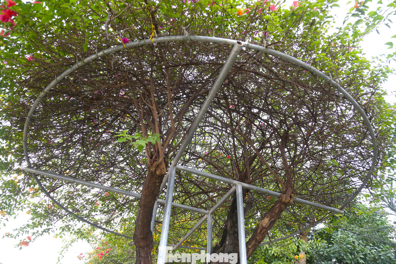 Những cây hoa giấy được trồng cố định trong chậu, có khung bằng sắt chắc chắn. Loại này thường có giá từ vài triệu đến vài chục triệu đồng tùy vào kích thước, tuổi đời của cây.