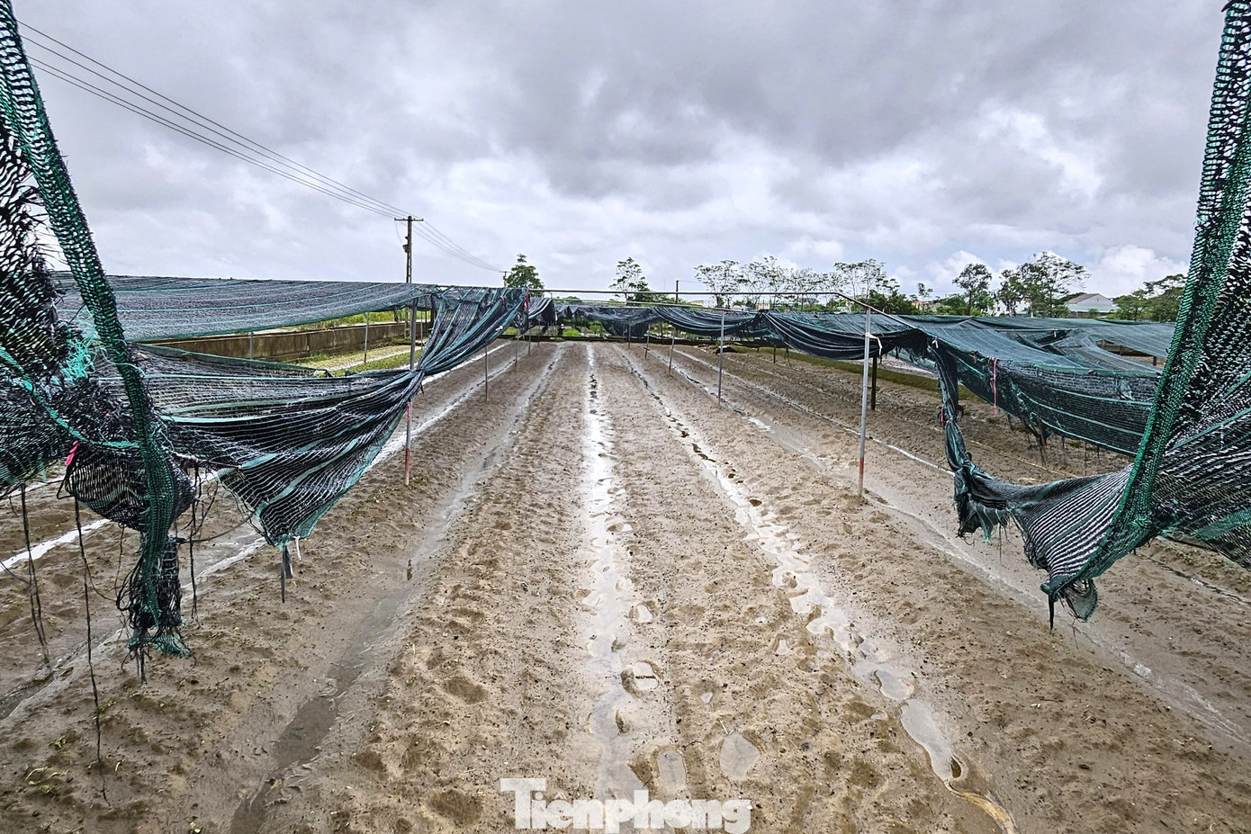 Lãnh đạo UBND xã Hưng Đông cho biết: “Toàn xã có khoảng 30 ha rau màu, trận mưa lớn vừa qua khiến nhiều diện tích bị mất trắng. Mưa lớn liên tục, trong khi hệ thống kênh mương chưa thi công xong nên nước tiêu thoát chậm. Xã đã thuê máy xúc cào đất, thông thoáng mương để tiêu thoát nước nhanh nên tình trạng ngập úng đã được tạm giải quyết”.