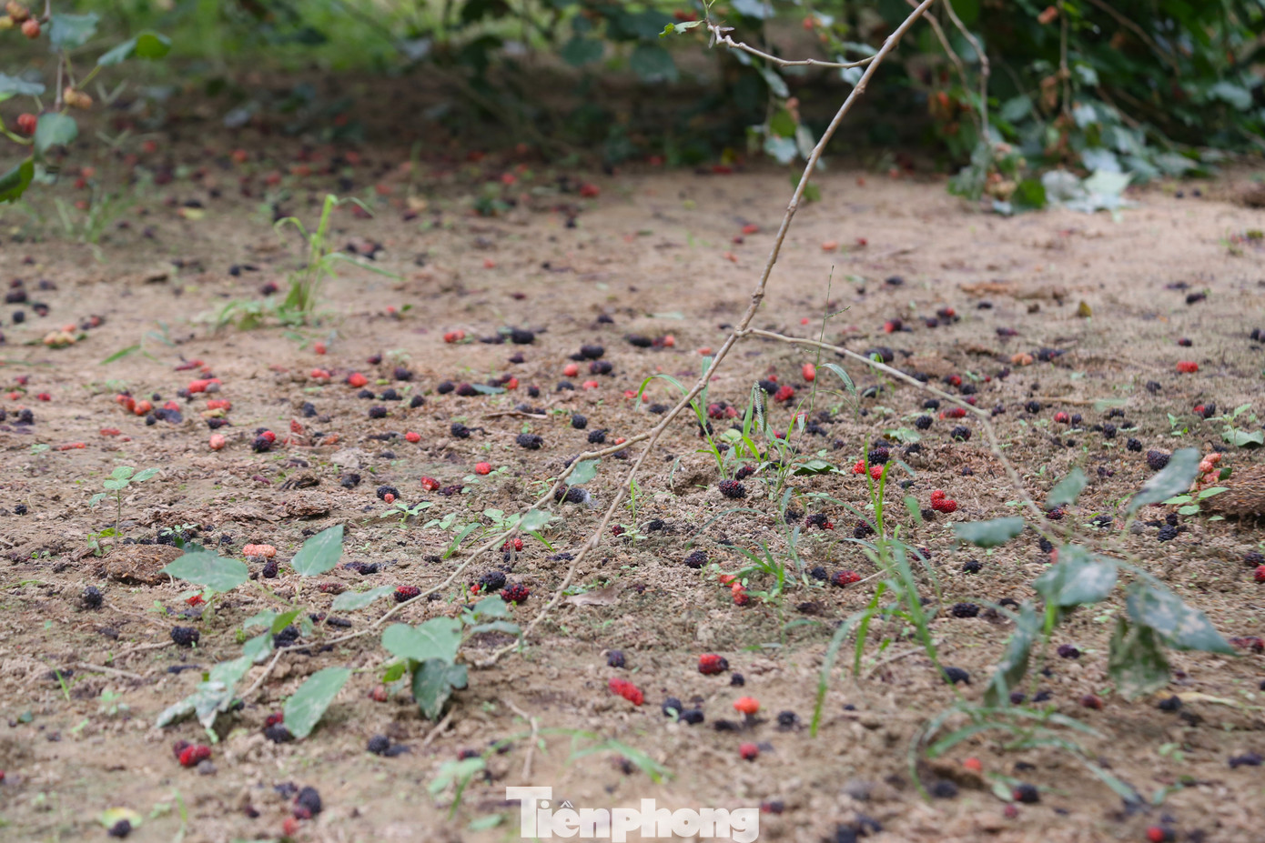Dâu tằm chín rất nhanh, chỉ vài hôm sau khi chín là sẽ rụng. Do đó, người dân phải tranh thủ thời gian để thu hái.