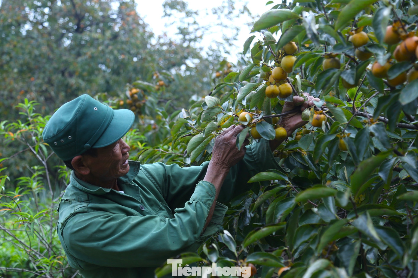 Ông Hồ Viết Lý (xóm 8, xã Nam Anh) cho biết, gia đình có 17 gốc hồng. So với năm ngoái, năm nay năng suất hồng giảm một nửa nhưng bù lại, hồng cho quả to, đều và đẹp hơn. “Năm ngoái quả vàng cả cây nhưng năm nay ít lắm. Thu hoạch hết chắc cũng chỉ bằng khoảng một nửa năm ngoái thôi. Nhưng cũng may năm nay hồng được giá nên chúng tôi cũng phấn khởi. Hiện giá hồng trứng được thương lái thu mua từ 25.000 - 27.000 đồng/kg, hồng ghép được thu mua với giá 15.000 - 20.000 đồng/kg”, ông Lý chia sẻ. Ông Hồ Viết Lý (xóm 8, xã Nam Anh) cho biết, gia đình có 17 gốc hồng. So với năm ngoái, năm nay năng suất hồng giảm một nửa nhưng bù lại, hồng cho quả to, đều và đẹp hơn. “Năm ngoái quả vàng cả cây nhưng năm nay ít lắm. Thu hoạch hết chắc cũng chỉ bằng khoảng một nửa năm ngoái thôi. Nhưng cũng may năm nay hồng được giá nên chúng tôi cũng phấn khởi. Hiện giá hồng trứng được thương lái thu mua từ 25.000 - 27.000 đồng/kg, hồng ghép được thu mua với giá 15.000 - 20.000 đồng/kg”, ông Lý chia sẻ.