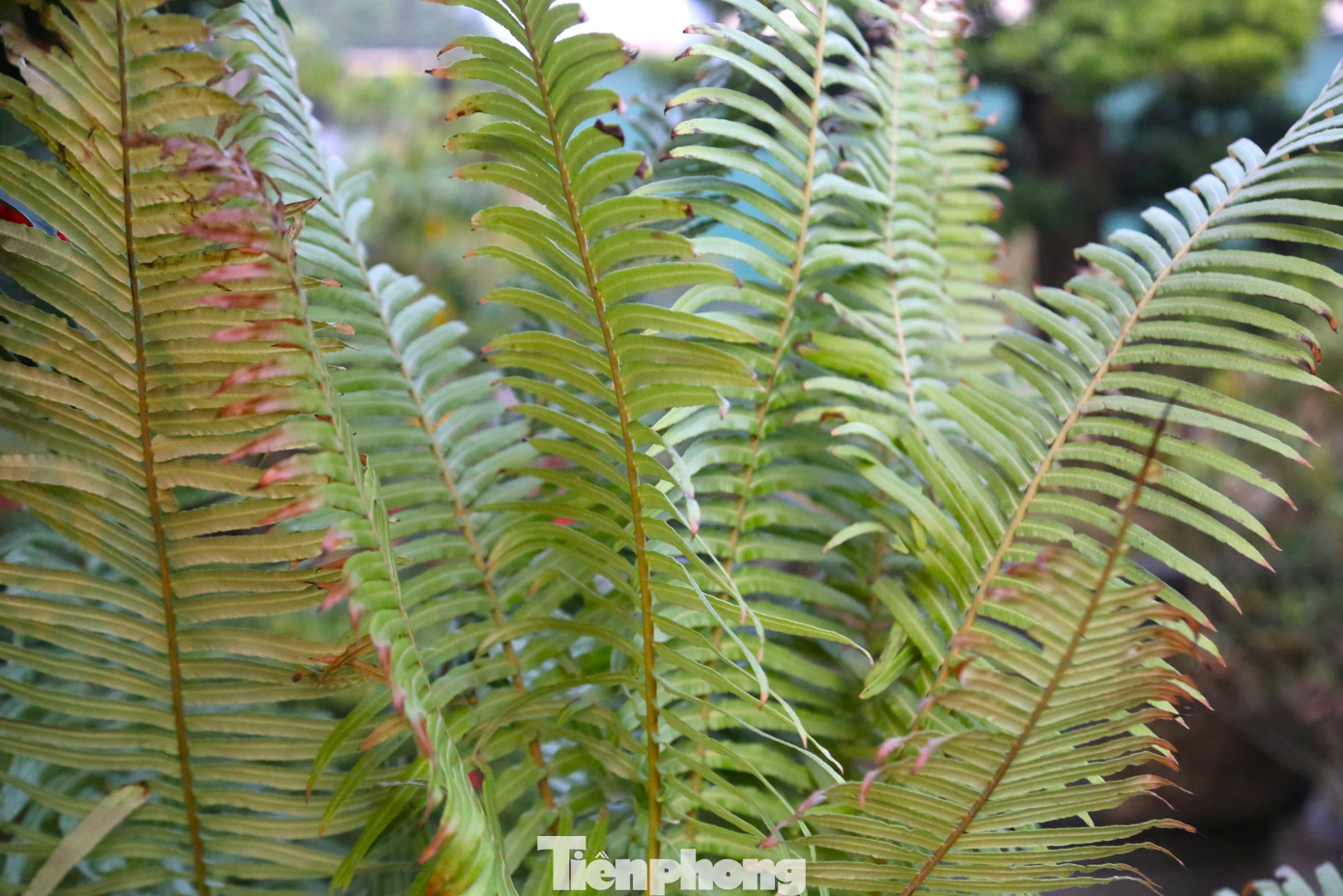 Dương xỉ cổ đại mang vẻ đẹp hoài cổ, tán lá đẹp, xanh mướt quanh năm.