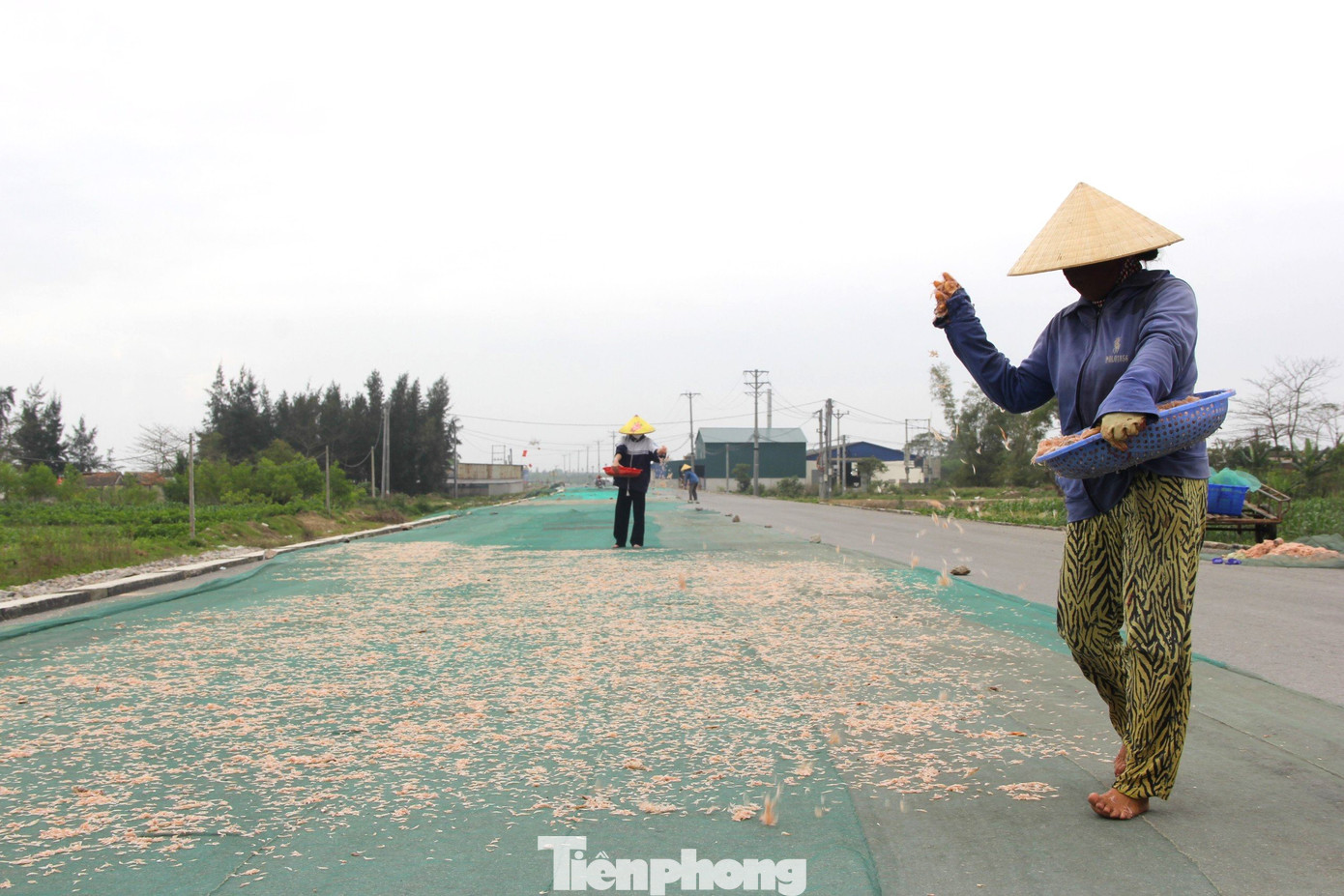Tranh thủ trời nắng ráo, ngư dân phơi khô ruốc để bán cho được giá. Tranh thủ trời nắng ráo, ngư dân phơi khô ruốc để bán cho được giá.