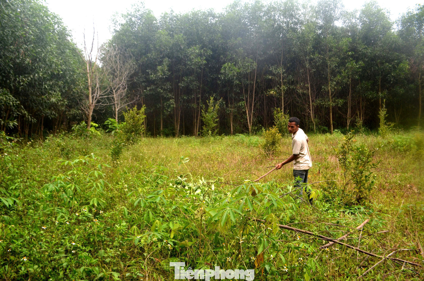 Sáng sớm, anh Nguyễn Văn Hiệp (trú ở bản Khe Sài 2, xã Nghĩa Lộc, huyện Nghĩa Đàn, Nghệ An) mang theo “đồ nghề” gồm chiếc túi đựng, con dao và chiếc bật lửa rong ruổi trên những cánh đồng, đồi cây săn ong vàng. Sáng sớm, anh Nguyễn Văn Hiệp (trú ở bản Khe Sài 2, xã Nghĩa Lộc, huyện Nghĩa Đàn, Nghệ An) mang theo “đồ nghề” gồm chiếc túi đựng, con dao và chiếc bật lửa rong ruổi trên những cánh đồng, đồi cây săn ong vàng.