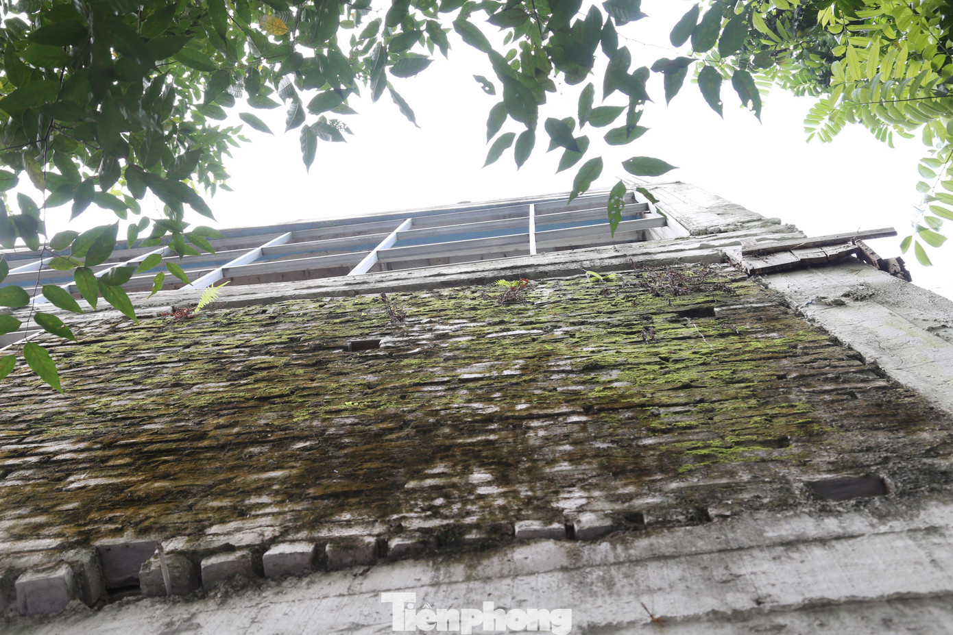 Rêu phong phủ kín theo thời gian