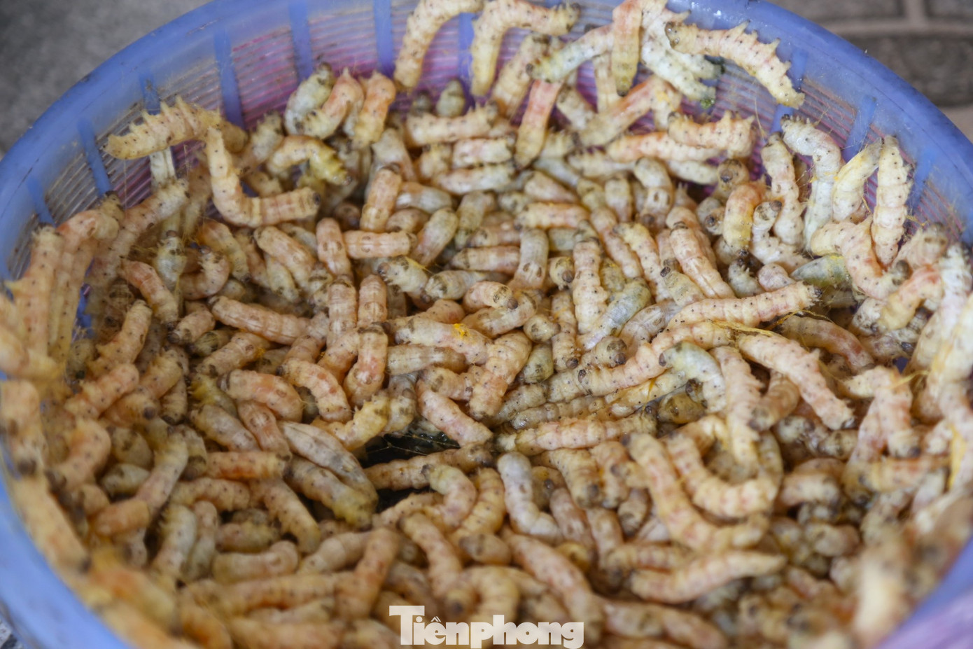 Tằm vàng ở xã Khánh Sơn là thực phẩm bổ dưỡng, ngon, sạch, có thể chế biến thành nhiều món ăn ngon, hấp dẫn được người dân địa phương và khách hàng gần, xa ưa chuộng. Hiện tại, tằm được bán với giá 110.000 đồng/kg.