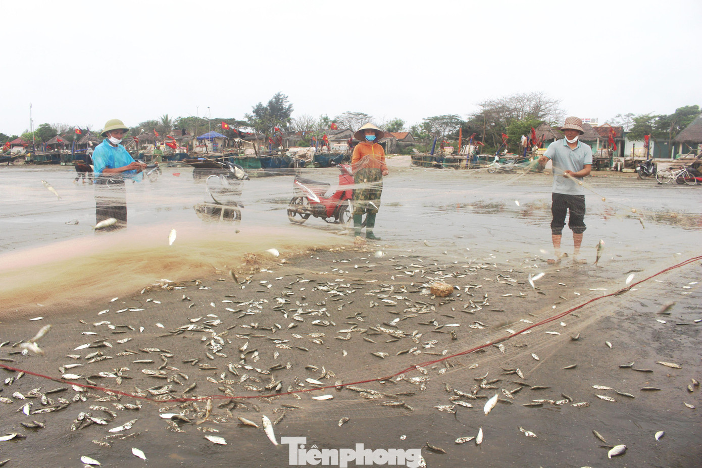 Những ngày này, ngư dân các xã bãi ngang ở huyện Diễn Châu (Nghệ An) như Diễn Hải, Diễn Kim,… đang tập trung ra khơi đánh bắt cá trích. Bà con chủ yếu dùng các bè mảng từ 20 - 30CV để đánh bắt gần bờ.