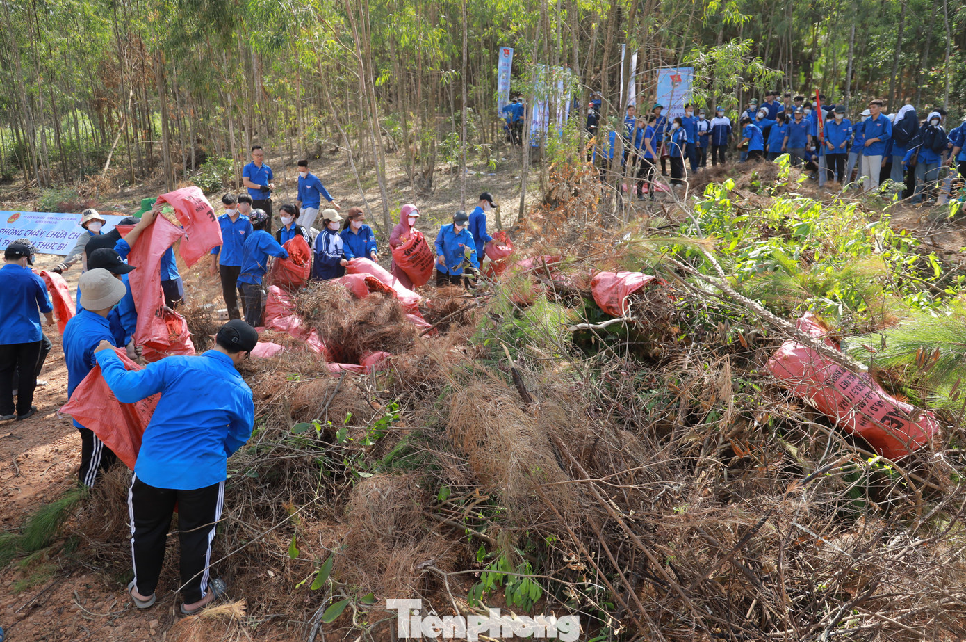 Lượng lớn thực bì được các bạn trẻ thu gom