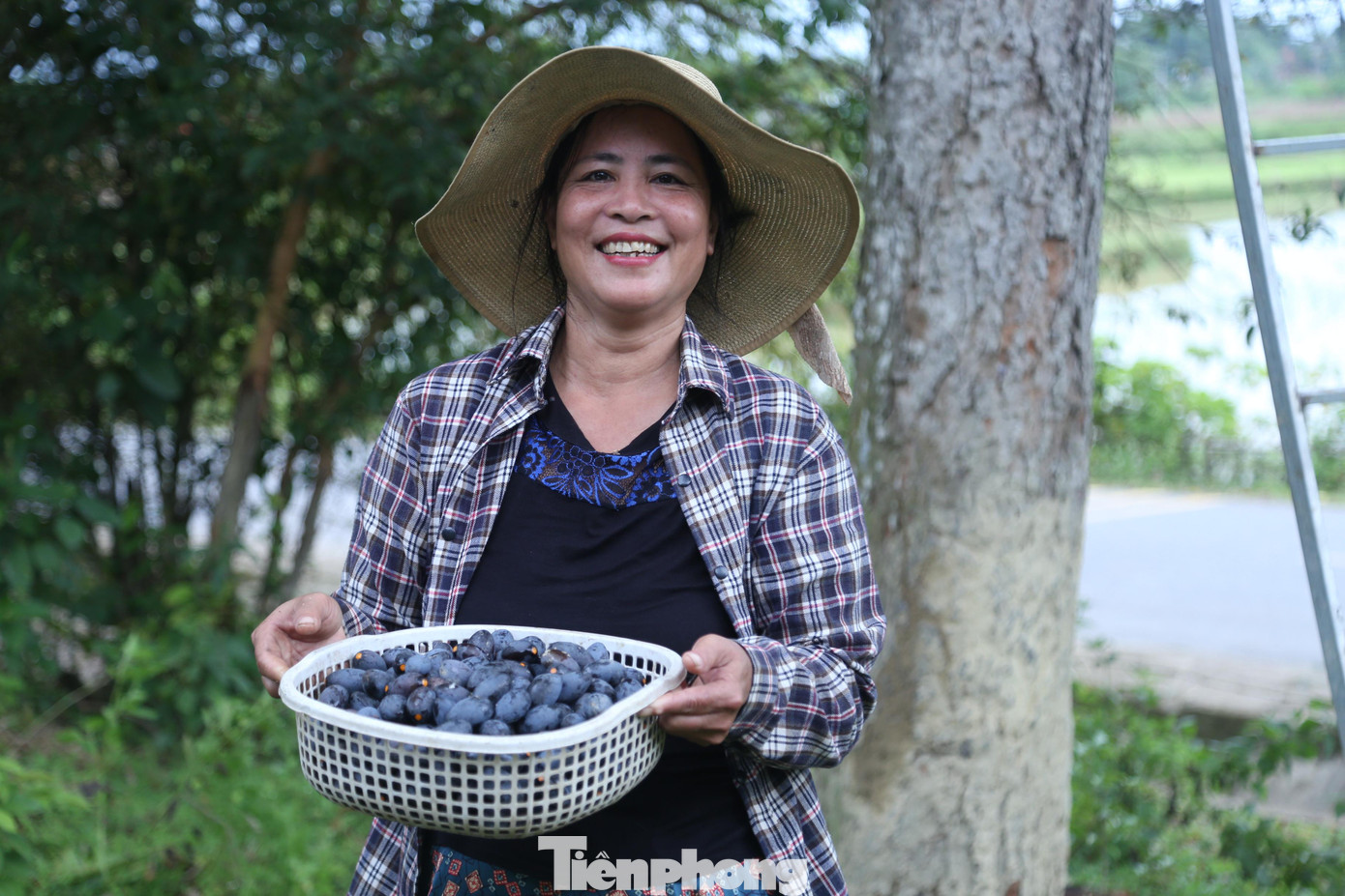 Bà Hoàng Thị Tuyết, một thương lái thu mua trám đen cho biết, giá trám hiện nay khá cao, dao động từ 80.000-100.000 đồng/kg. Trung bình mỗi ngày bà thu gom từ 3-4 tạ trám đen để về bán. Theo bà Tuyết, năm nay thời tiết phù hợp nên trám quả to, chắc mình, tròn ú, thịt dày và dẻo.