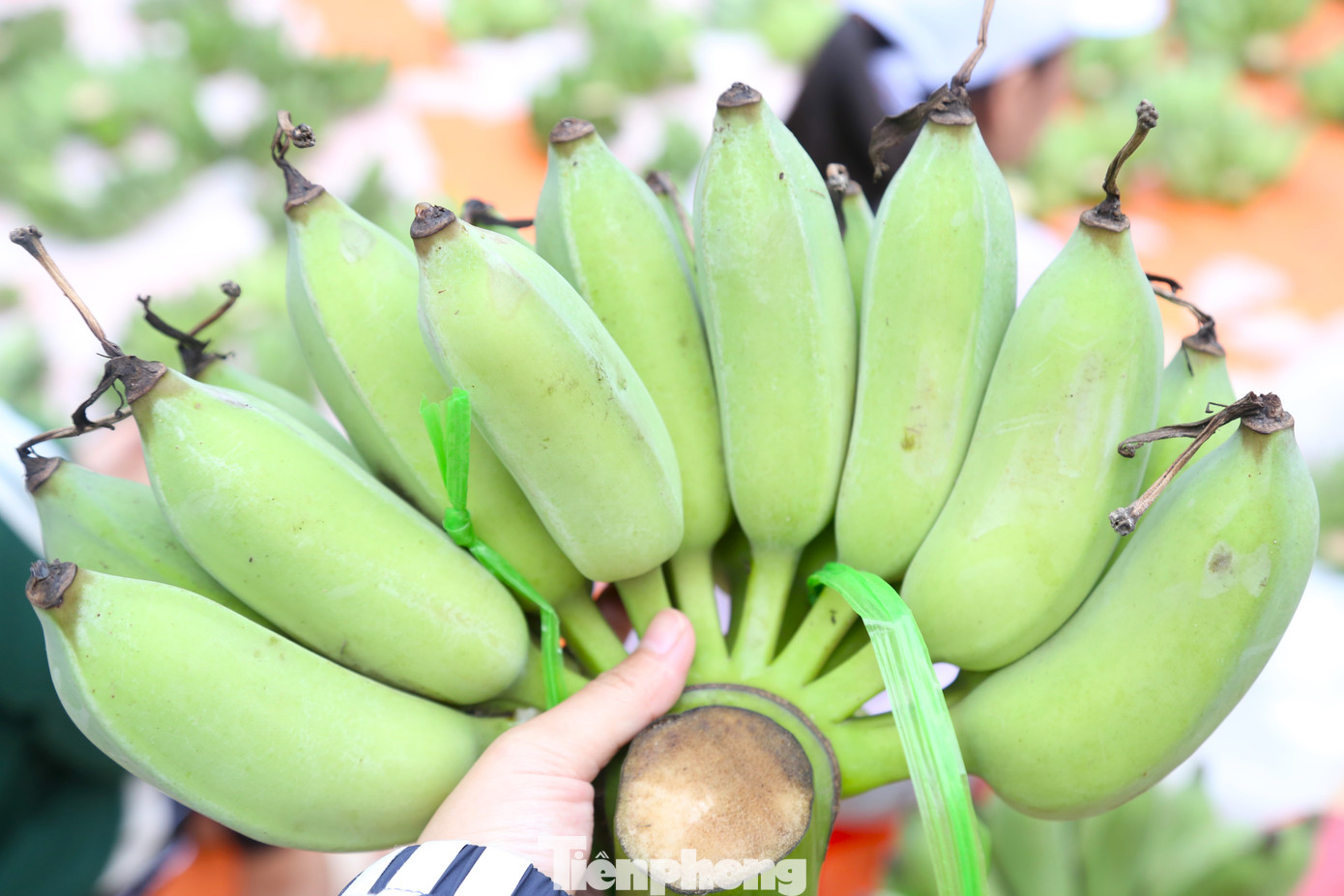 Những nải chuối có số quả lẻ được người bán buộc dây đánh dấu để người mua dễ lựa chọn. Một số nải được khách quen đặt hàng trước cũng được đánh dấu để riêng.