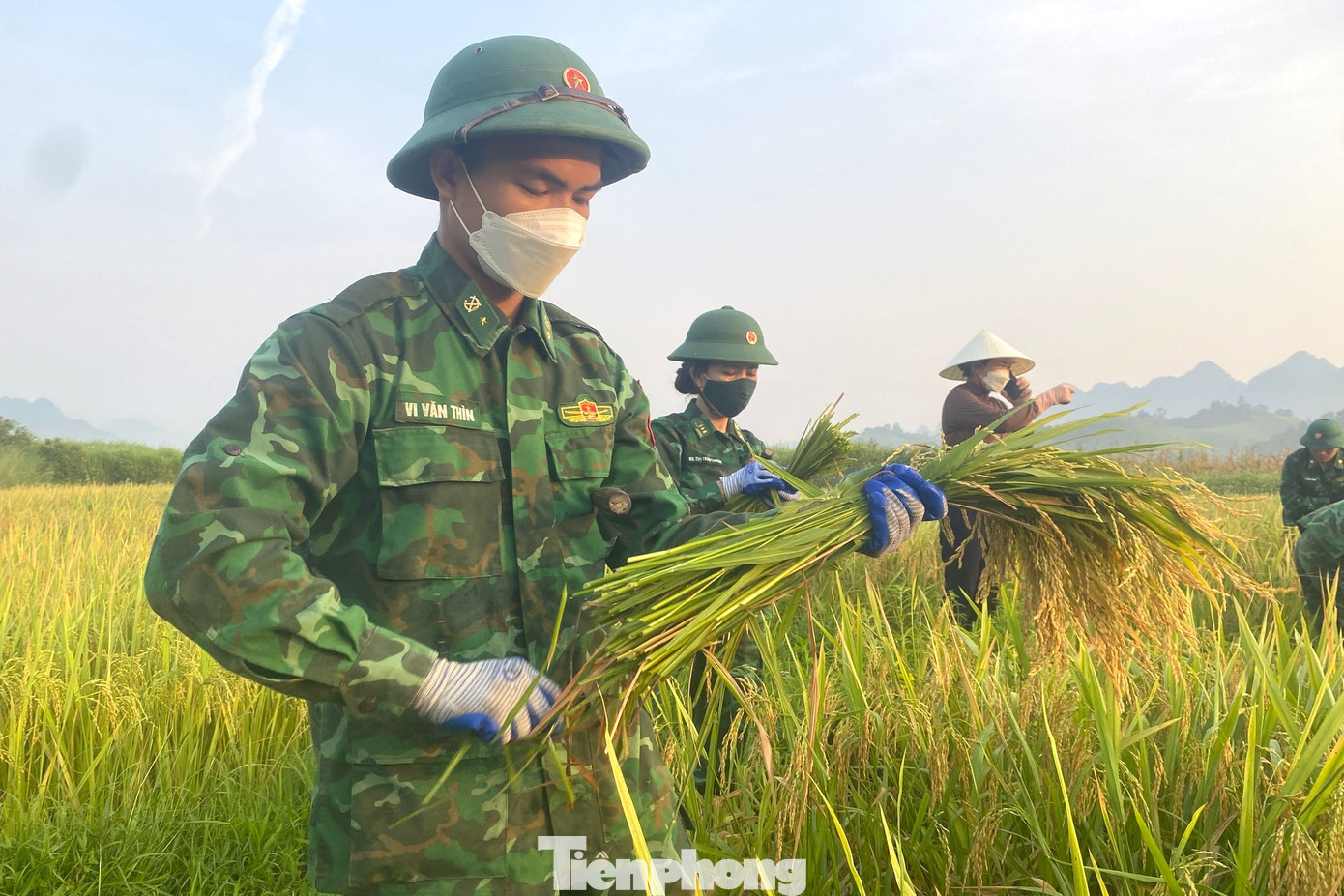 Tuy thời tiết nắng nóng, có thời điểm 40 độ C nhưng năm nay lúa được mùa nên bà con nông dân rất phấn khởi.