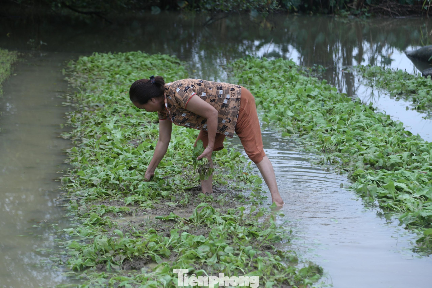 Bà Nguyễn Thị Văn (trú xóm Long Hòa, xã Hưng Đông) cho hay: “Nhà tôi trồng 1 sào rau cải, rau cúc,… mất bao nhiêu công chăm sóc mà mấy hôm nay mưa lớn quá, rau bị ngập hỏng hết cả rồi. Tôi chưa thấy năm nào mưa lớn, ngập úng như thế này cả”.