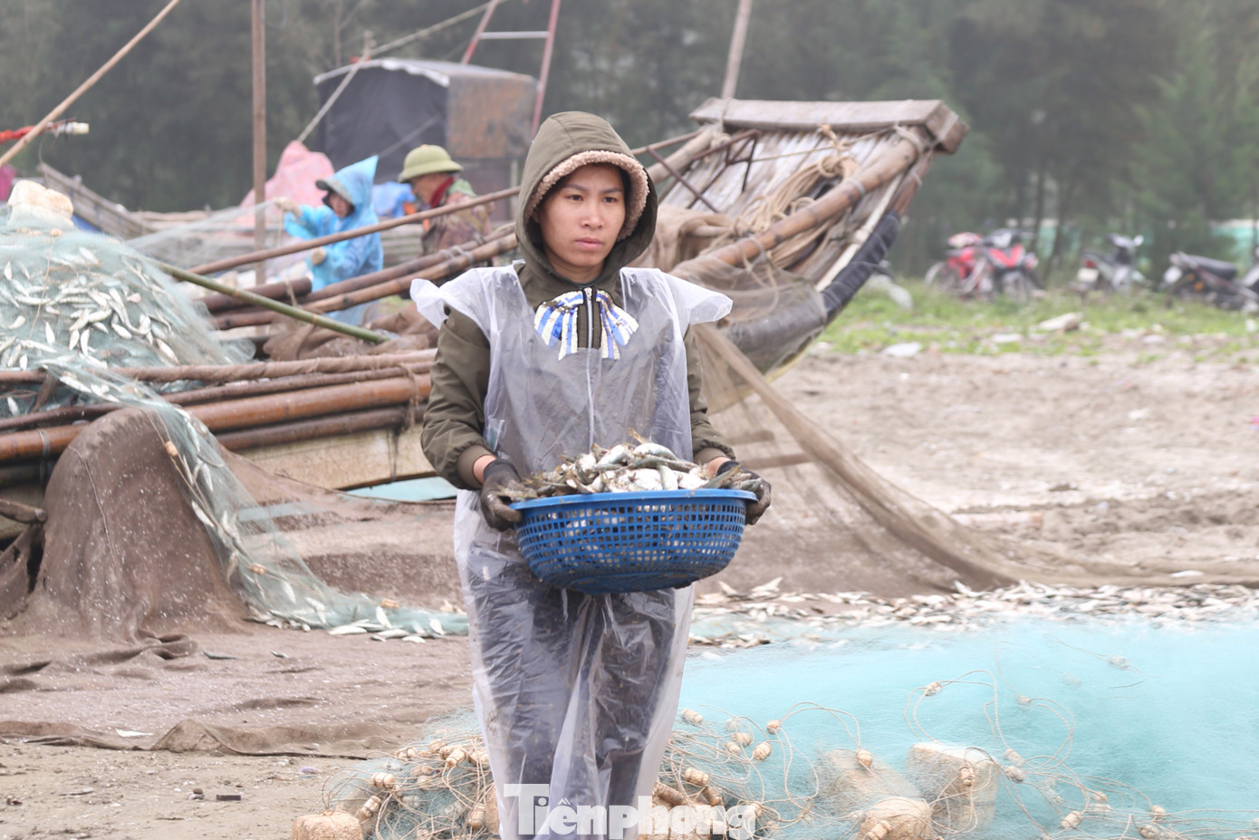 Với giá bán tại bãi biển dao động từ 20.000 - 25.000 đồng/kg cá trích tươi, sau khi trừ chi phí, chủ bè mảng thu tiền triệu mỗi sáng.
