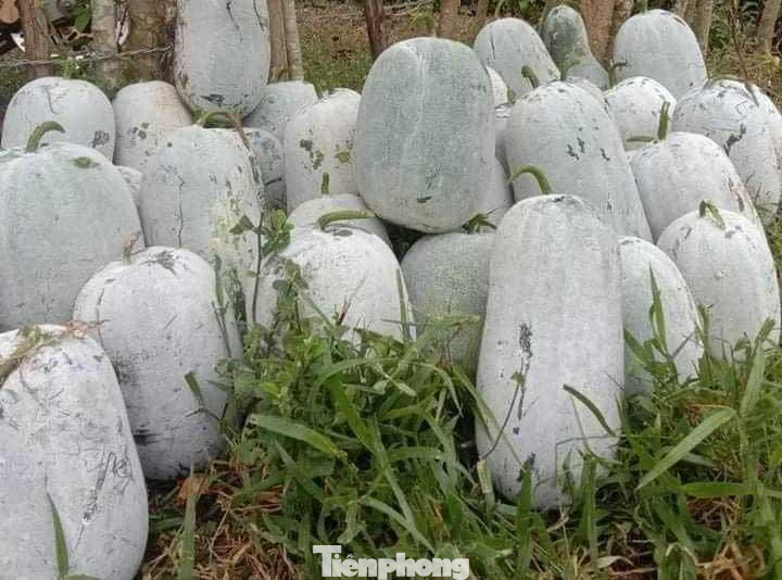 Ông Lương Văn Bảy, Chủ tịch UBND xã Mỹ Lý, cho biết: “Toàn xã có hơn 100 hộ dân trồng bí xanh. Hiện còn gần 200 tấn bí của người dân vẫn chưa bán được. Năm nay bí được mùa nhưng lại mất giá, chỉ còn khoảng 5.000 đồng/kg song người mua ít”.