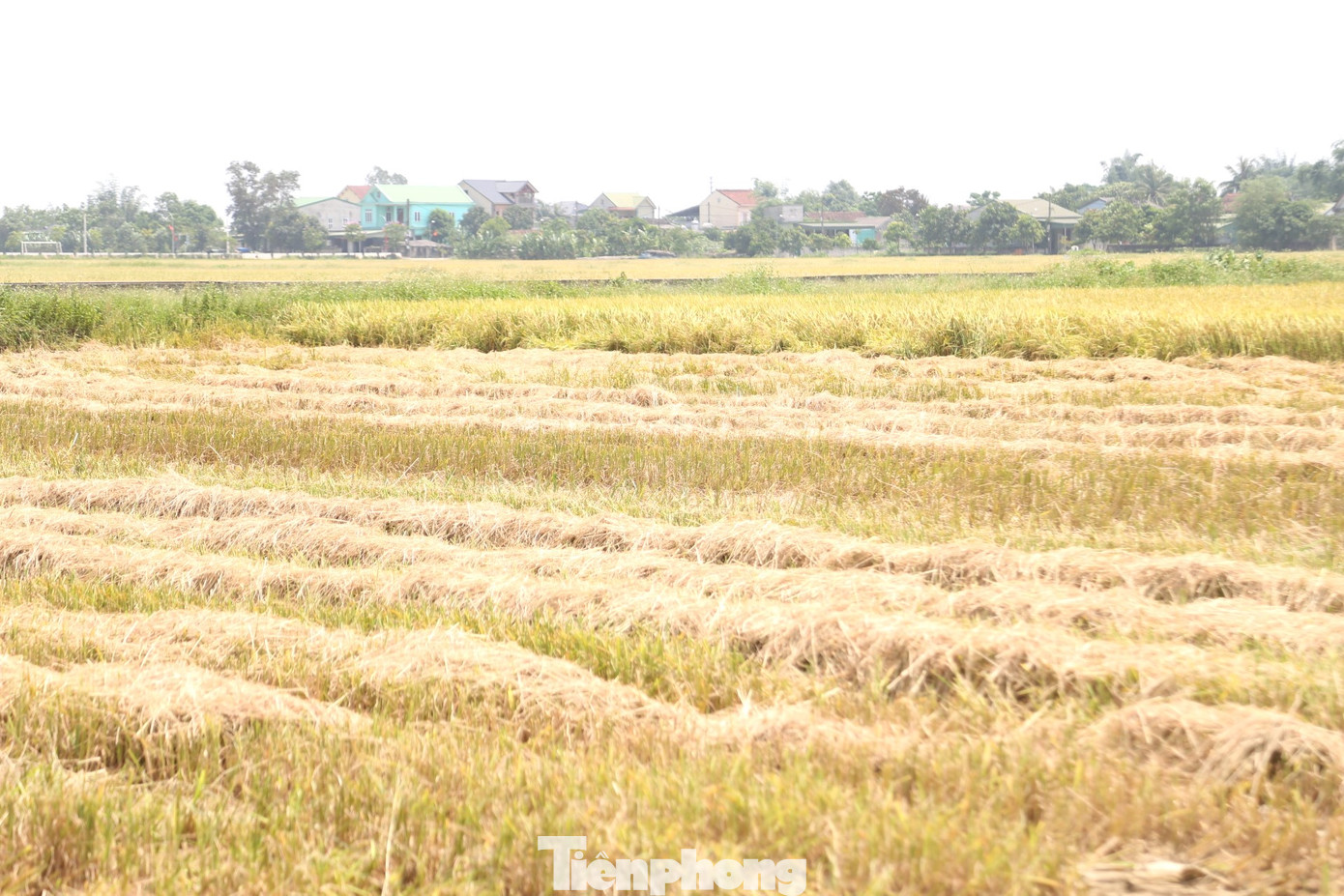 Máy gặt sau khi thu hoạch lúa sẽ bỏ rơm lại thành từng hàng. Chờ rơm khô, những máy cuộn rơm sẽ được điều khiển vào hàng để thu gom.