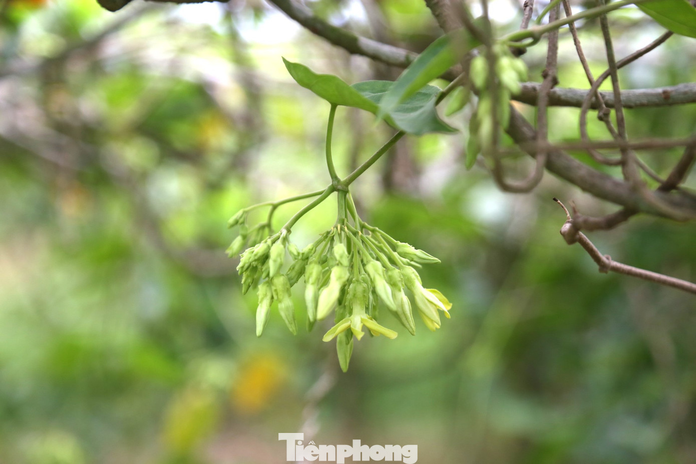 Theo chị Hoa, trung bình 3 ngày, hoa thiên lý cho thu hái 1 lứa. Một vụ hoa thiên lý kéo dài khoảng 3 tháng, cho thu hái từ 25-30 lứa, đem lại thu nhập 15-20 triệu đồng/sào.