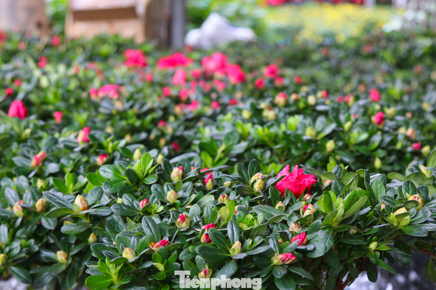 Từ những chậu hoa nhỏ như hoa đồng tiền, cẩm tú cầu, thược dược, cúc mâm xôi… đến những chậu hoa hồng với đủ các loại màu sắc hay hoa trà my chi chít nụ sẵn sàng bung nở.