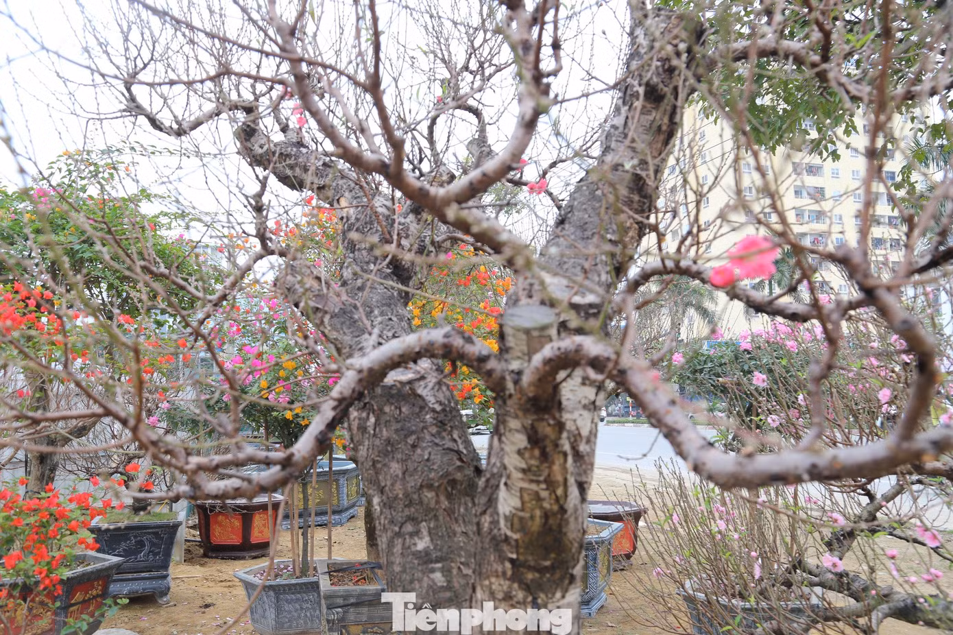 Giá những gốc đào cổ thụ hiện dao động từ 10 - 30 triệu đồng. Nếu thuê chơi Tết thì giá giảm khoảng một nửa.