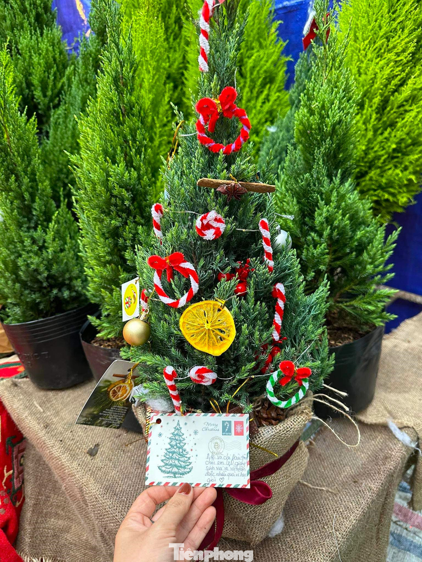 Những lời chúc an lành, ấm áp càng tăng thêm ý nghĩa trong dịp Noel.