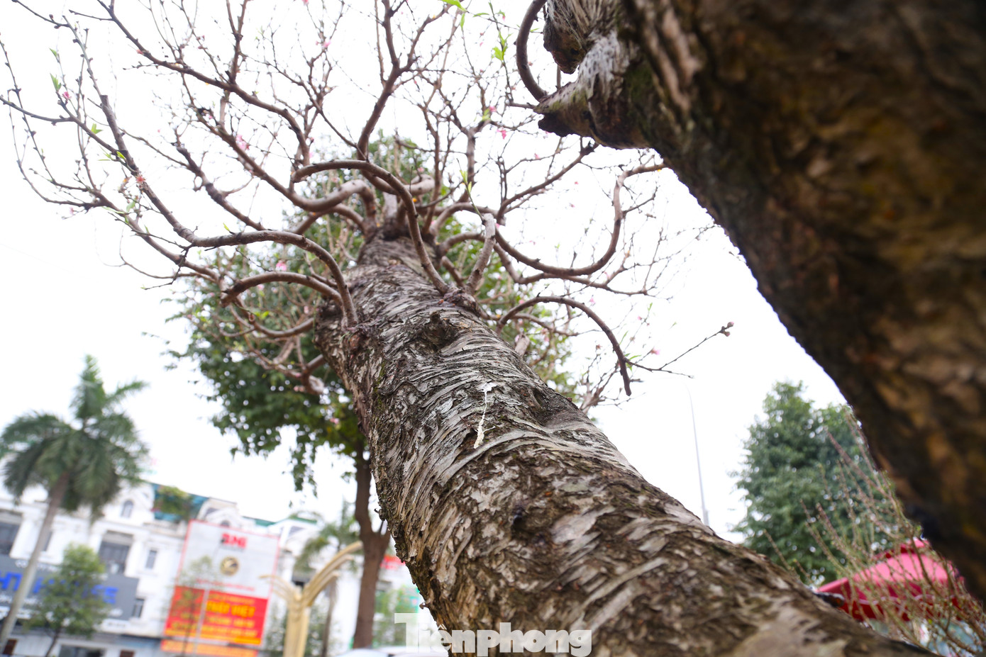 Điểm nhận dạng đào cổ thụ là gốc và thân to, vỏ cây xù xì, gai góc, có tuổi đời hàng chục năm.