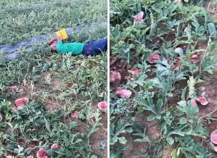 Hình ảnh ông Tôn khóc lóc thảm thiết, nằm sõng soài bên ruộng dưa bị phá nát