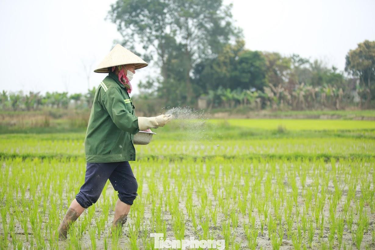 Nhiều người dân đã cấy lúa sớm từ trước Tết Nguyên đán, đầu xuân năm mới cũng tranh thủ ra đồng vãi phân, chăm sóc cây lúa.