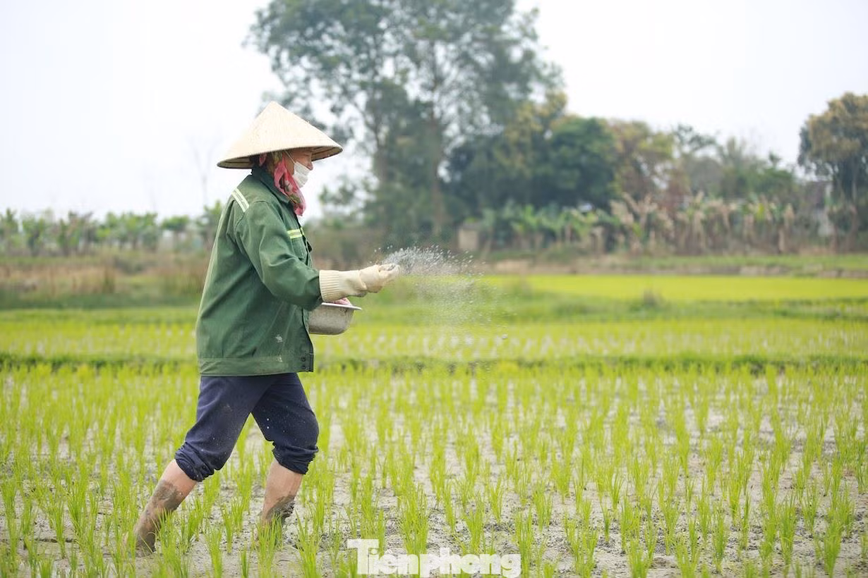 Nhiều người dân đã cấy lúa sớm từ trước Tết Nguyên đán, đầu xuân năm mới cũng tranh thủ ra đồng vãi phân, chăm sóc cây lúa.