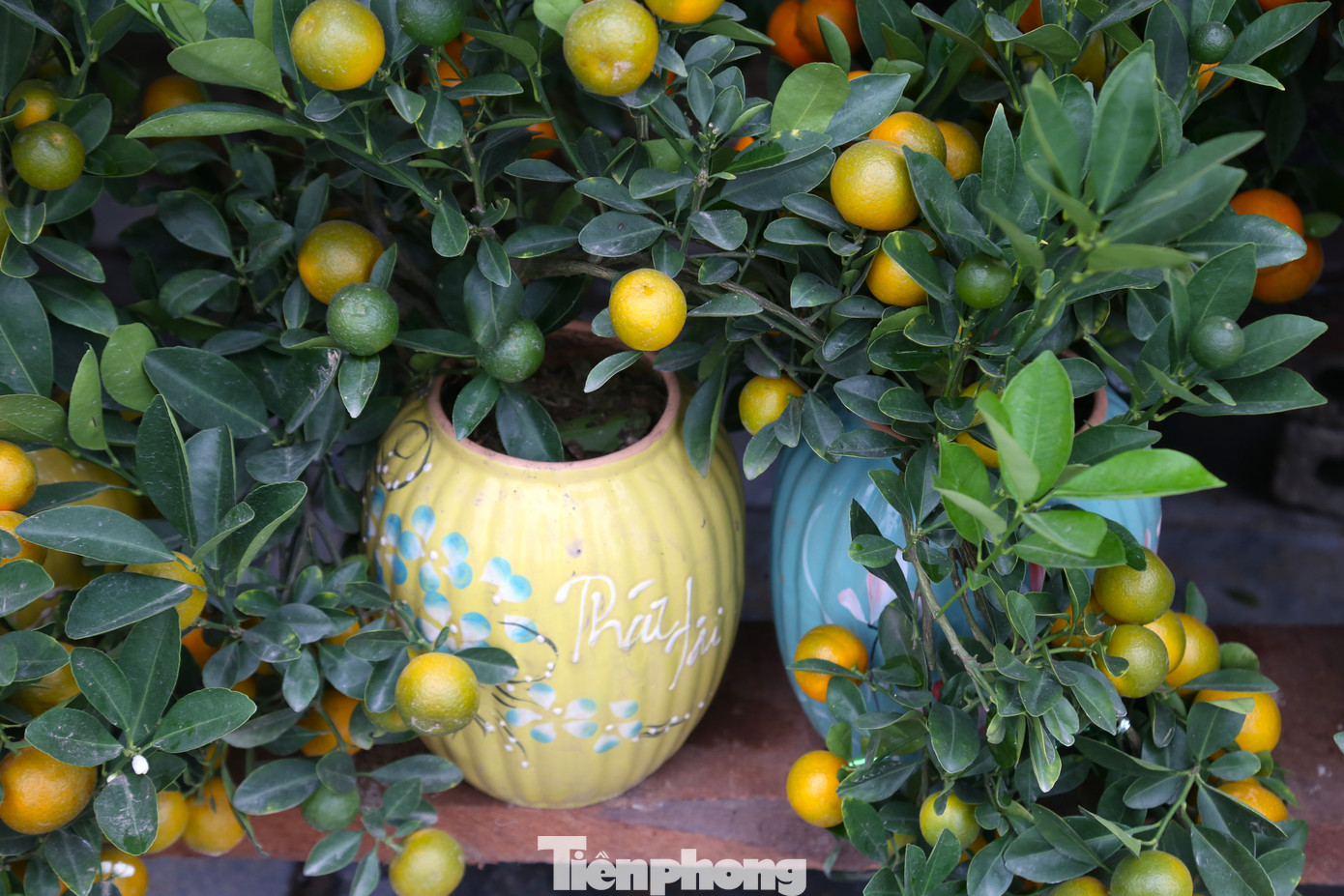 Những cây quất cao khoảng 40cm, được trồng trong bình gốm, kết cấu gọn và nhẹ.