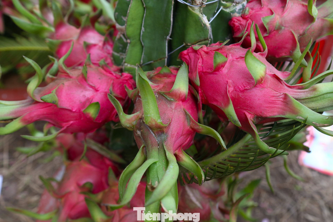 Theo giới thiệu của chủ vườn, những quả thanh long này hoàn toàn chín tự nhiên, có thể trưng được lâu.