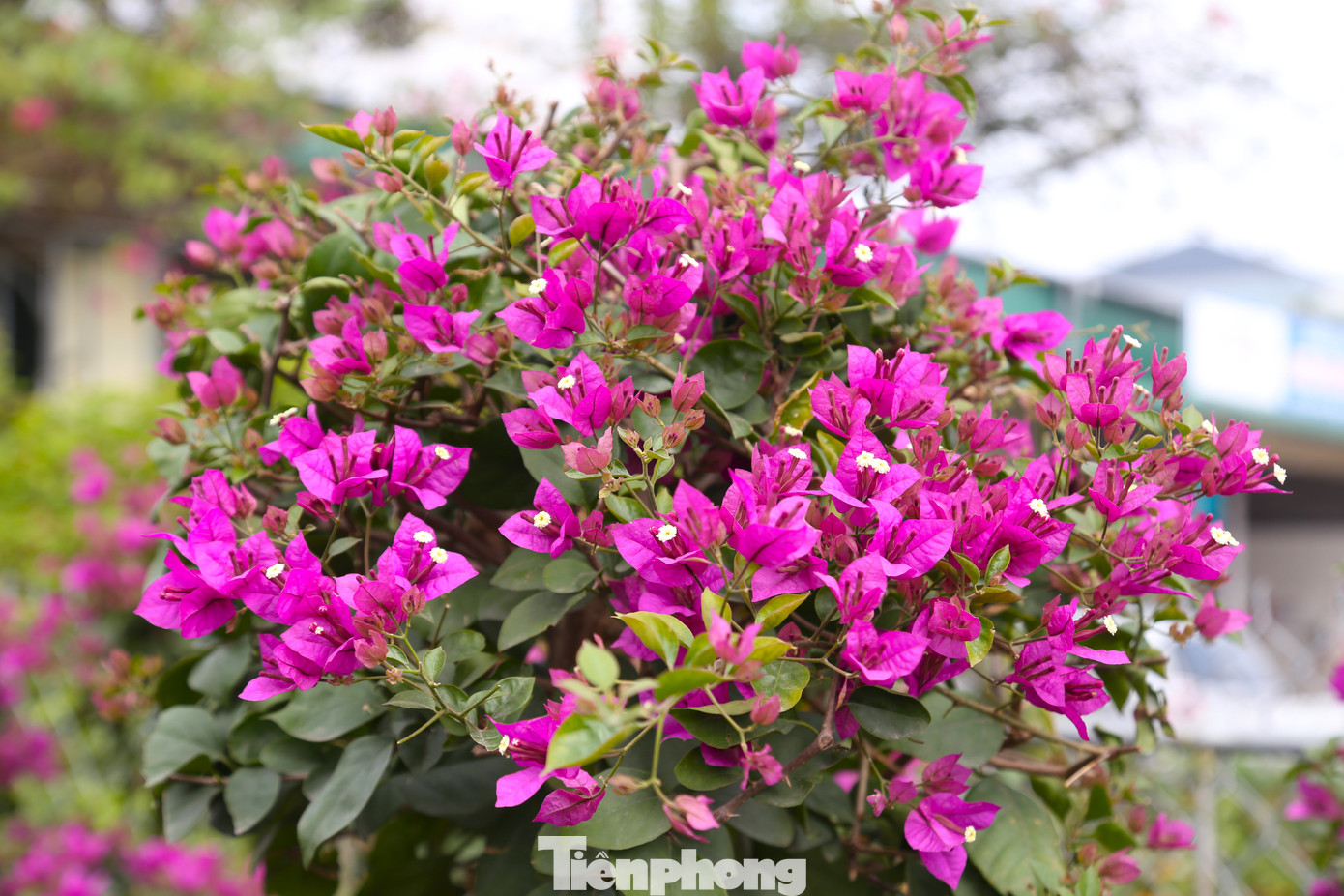 Với ưu thế về màu sắc, hoa nở nhiều, lâu tàn, dễ chăm sóc và có thể chơi lâu dài nên rất nhiều người lựa chọn mua những chậu hoa giấy về chưng Tết.