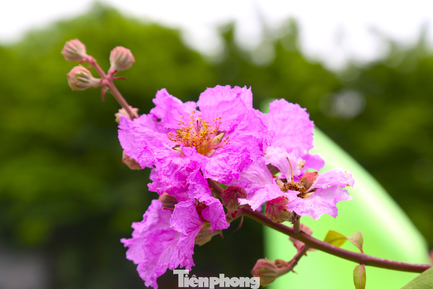 Hoa bằng lăng bắt đầu nở từ cuối tháng Tư đến giữa tháng Sáu hằng năm. Mỗi bông hoa có 6 cánh, mỗi cánh dài chừng 2 - 3,5 cm.