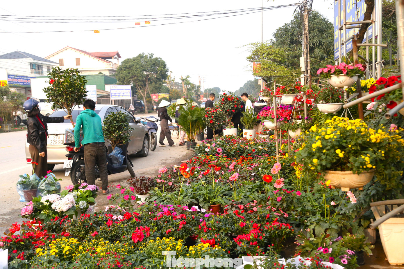 Còn chưa đầy 1 tháng nữa đến Tết nguyên đán Ất Tỵ 2025, thời điểm này, tại xã Nghi Ân - thủ phủ hoa của thành phố Vinh, Nghệ An rực rỡ sắc xuân bởi muôn hoa khoe sắc, hút khách mua chơi Tết.